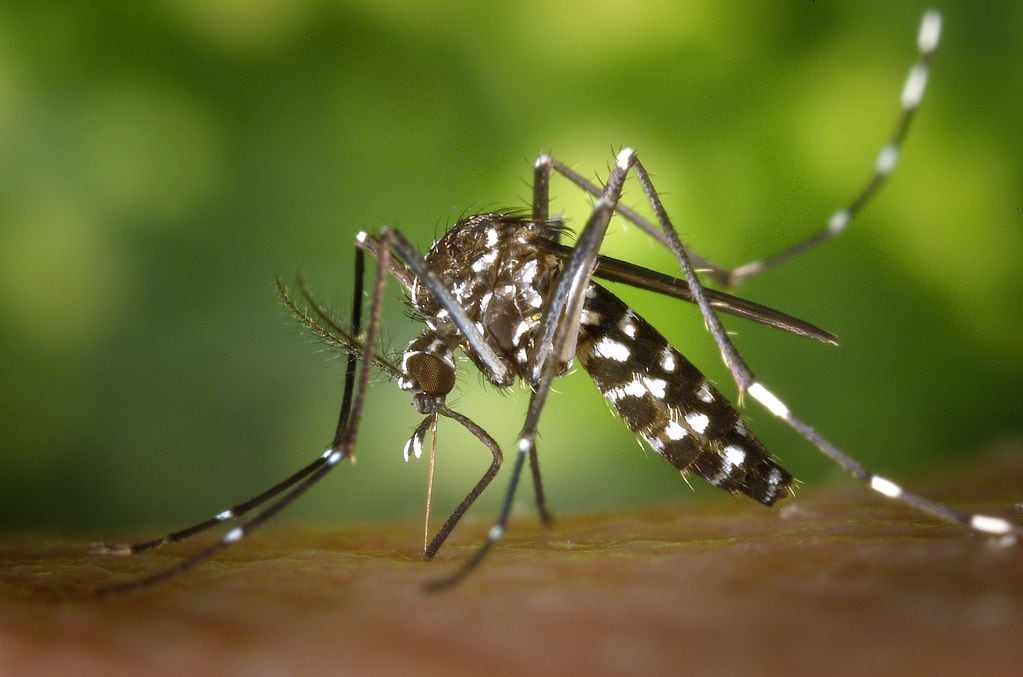 Un mosquito del género Aedes.