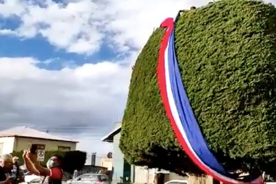 Árbol en Punta Arenas