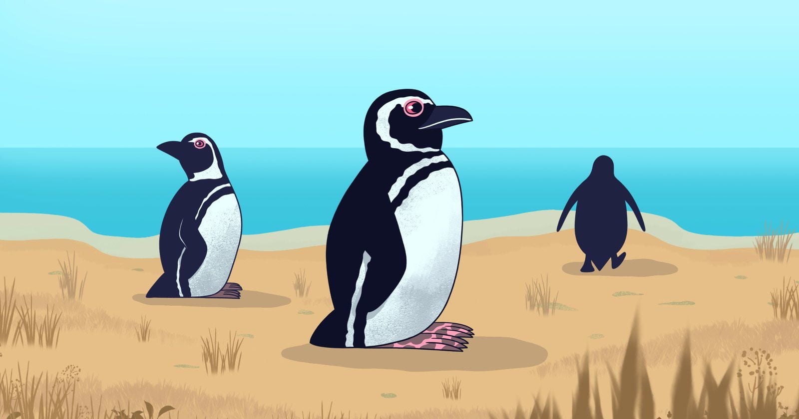 Pingüino de Magallanes