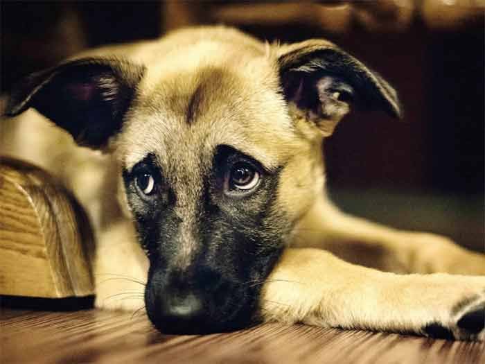 ¿Quién se  hace cargo de los perritos abandonados?