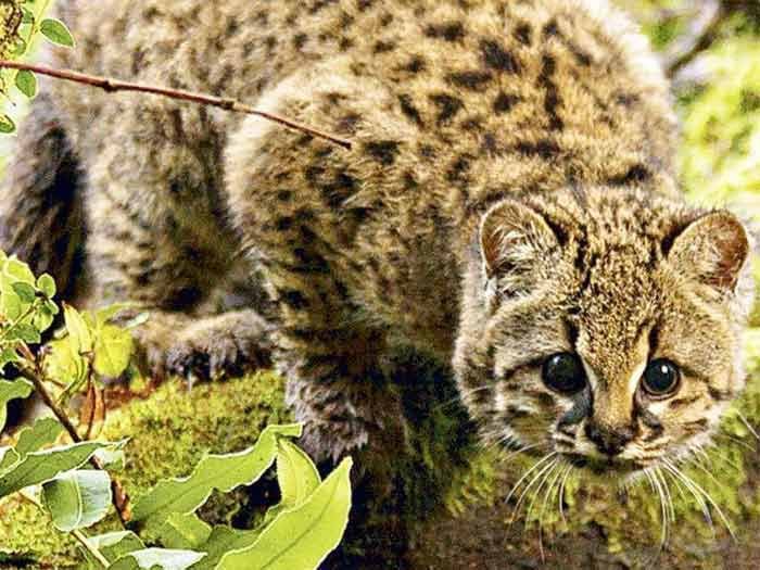 Confirman presencia del gato güiña en el parque nacional La Campana