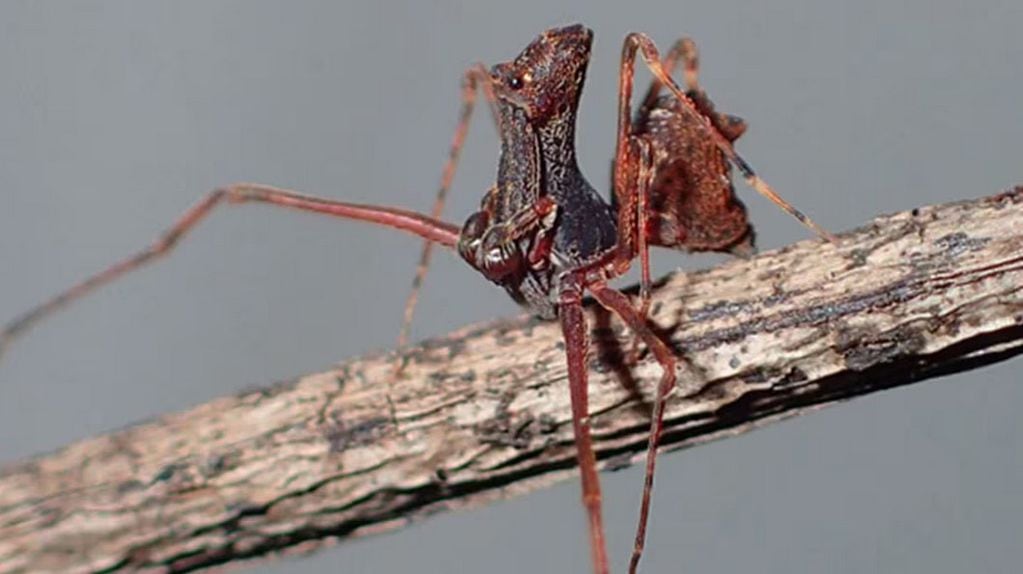 Araña descubierta en Australia - Foto Australian Journal of Taxonomy