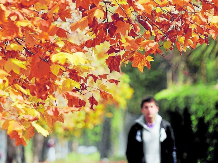 Sepa en qué consiste la Ley Arbolito