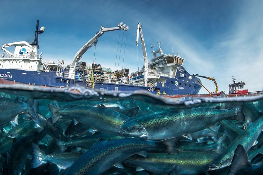 Cuidado animal: Las nuevas tecnologías de punta en la industria del salmonera