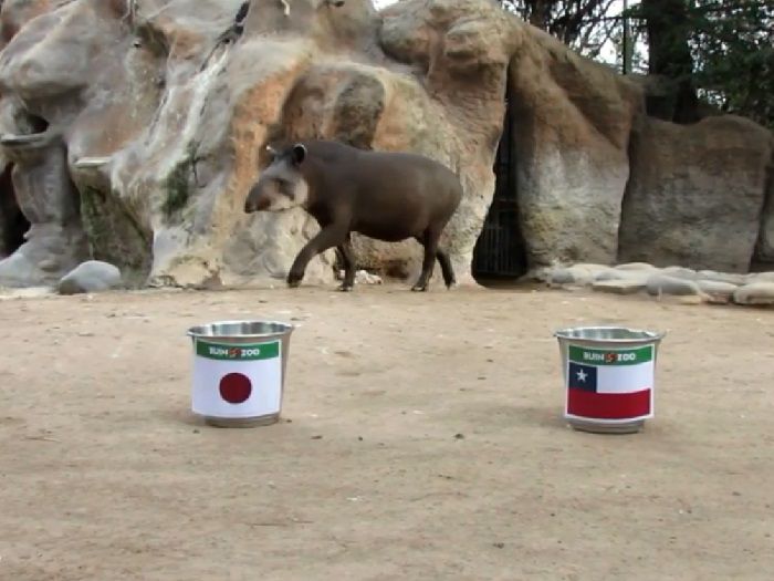 [Video] Tapir Manolo realizó su predicción al Chile-Japón