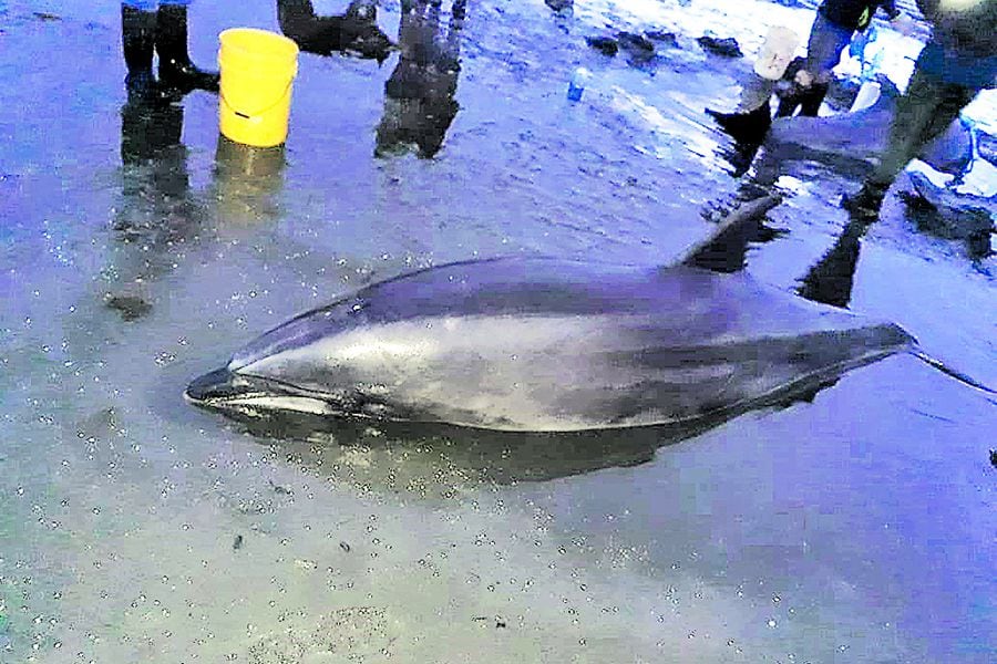 Niño de Catrileufu rescató a dos delfines varados