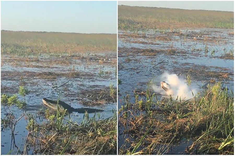 Cocodrilo se traga un dron que lo grababa… ¡y explota en su boca!