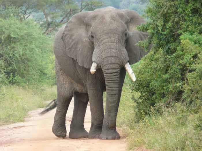 Elefante mató a cazador furtivo y leones dejaron sólo la calavera