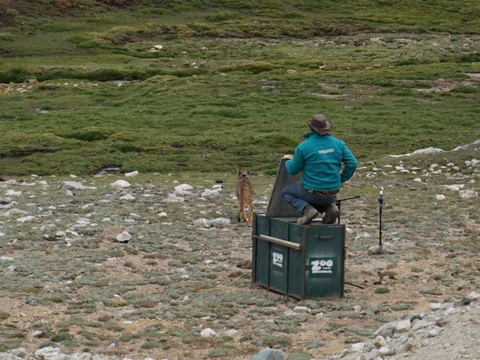 Liberaron al puma de Lo Barnechea en sector cordillerano