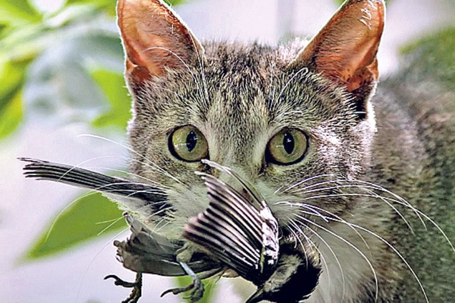 Evite que las cacerías gatunas pongan en riesgo la fauna criolla