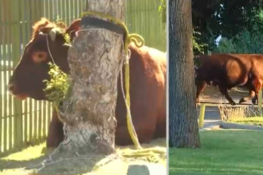 Toro suelto impactó a vecinos de Estación Central: se paseó por la Alameda