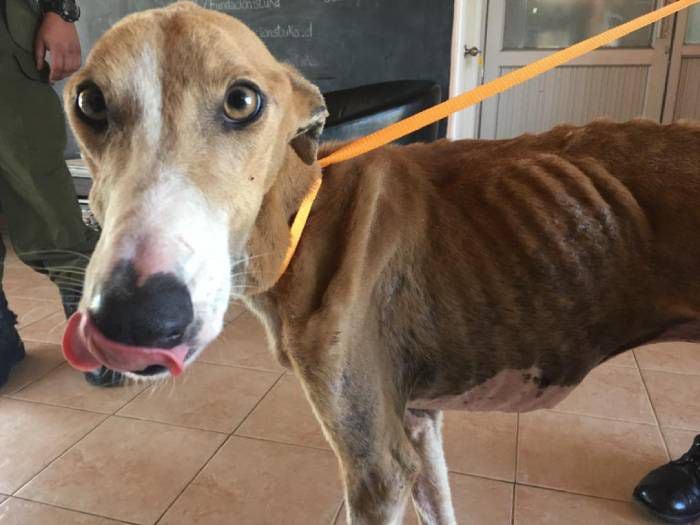 Impacto en Casablanca: rescatan a perro amarrado y en grave estado de desnutrición