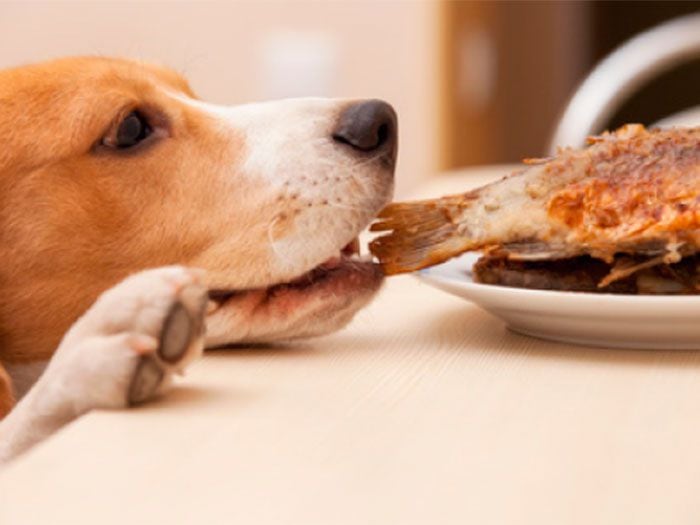 ¿Qué riesgo corren las mascotas al comer del asado dieciochero?