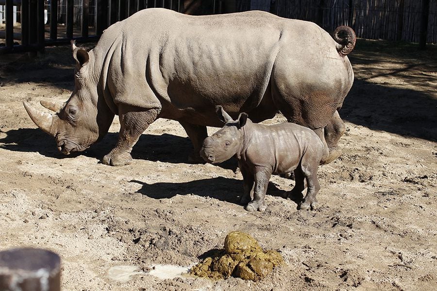 "Atanasio" se convirtió en un "rino" único en el planeta