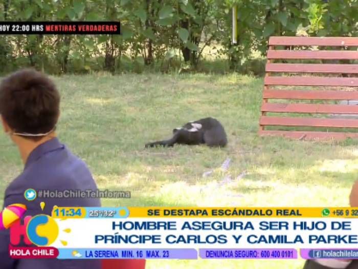 La insólita pelea de gatos que interrumpió el matinal de La Red