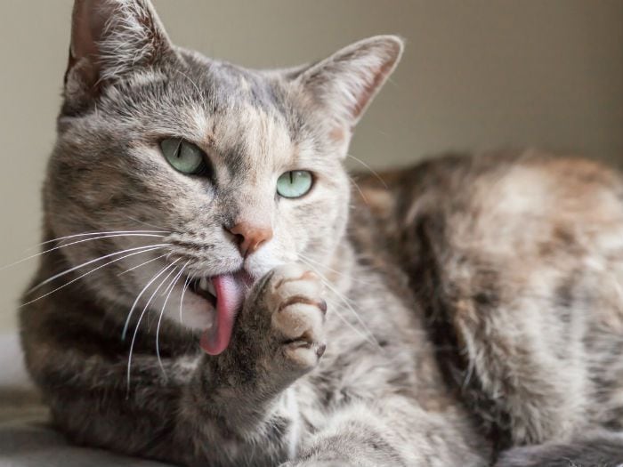 Ayude a su gato en la muda de pelo