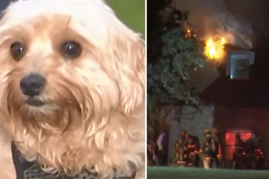 "Ella es mi heroína, amo a mi perrita": hombre se salvó de un incendio gracias a su mascota