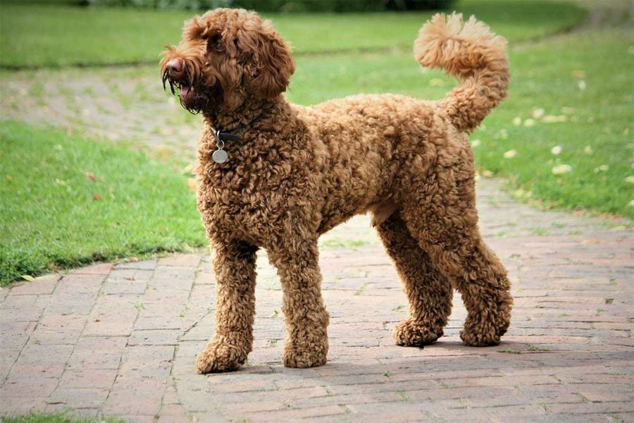 Creador del perro "Labradoodle" se arrepiente de haber hecho el cruce