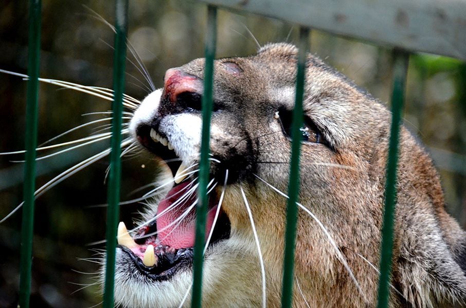 Capturan puma en la Araucania