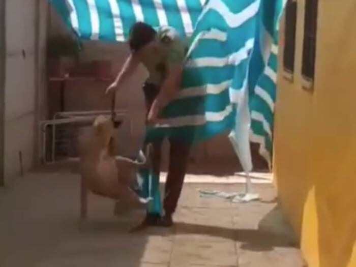 Carabinero rescata a perro atrapado en malla: animal aullaba de dolor