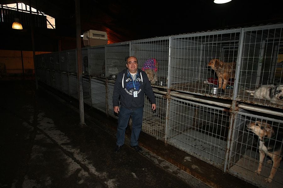 Ñuñoa aperra con la adopción en su Centro de Rescate Canino