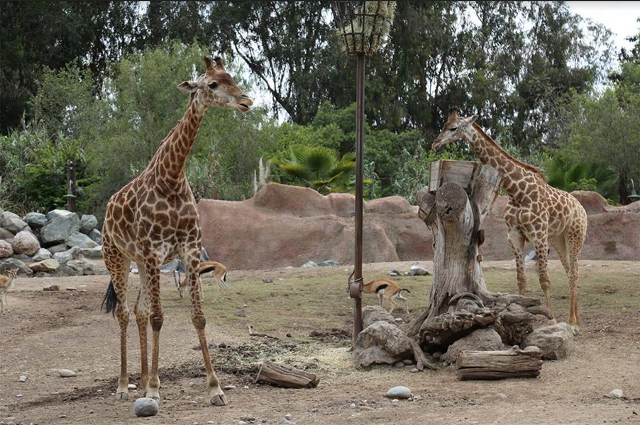 Zoológicos le sacaron las garras al salvaje virus