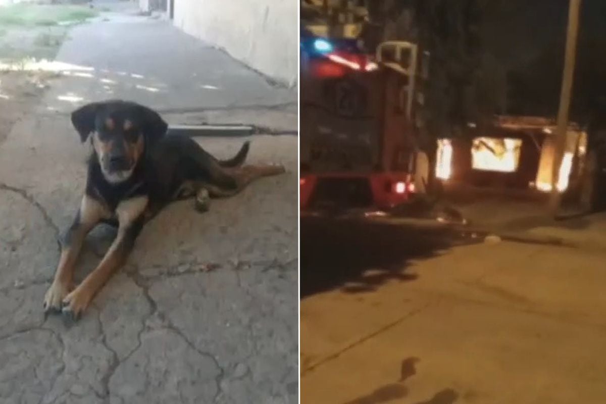 Perrito héroe en incendio