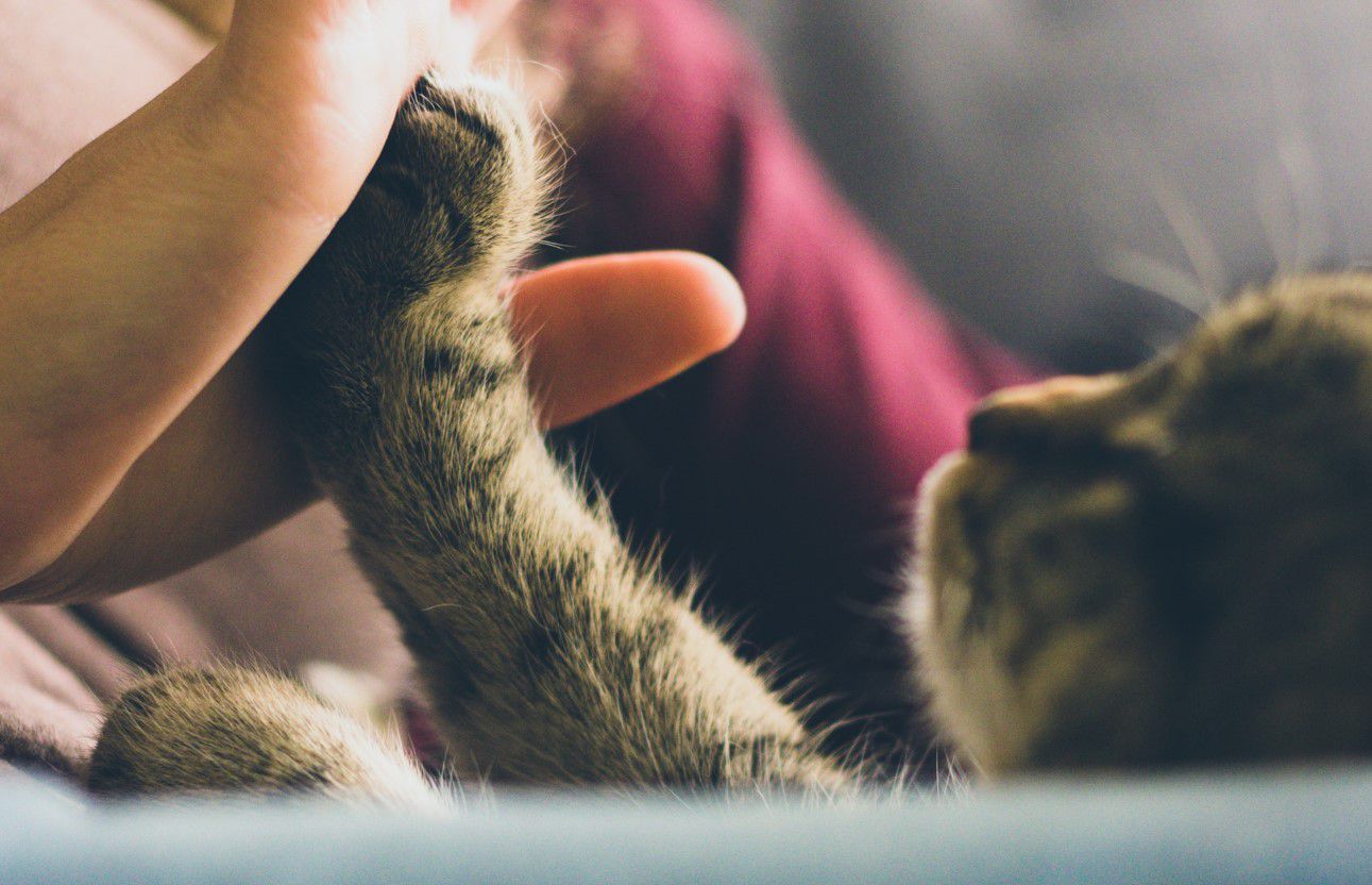 Mujer recibirá indemnización por pérdida de su gato en una veterinaria