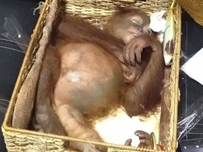 Detienen a turista que intentó sacar a orangután de Indonesia