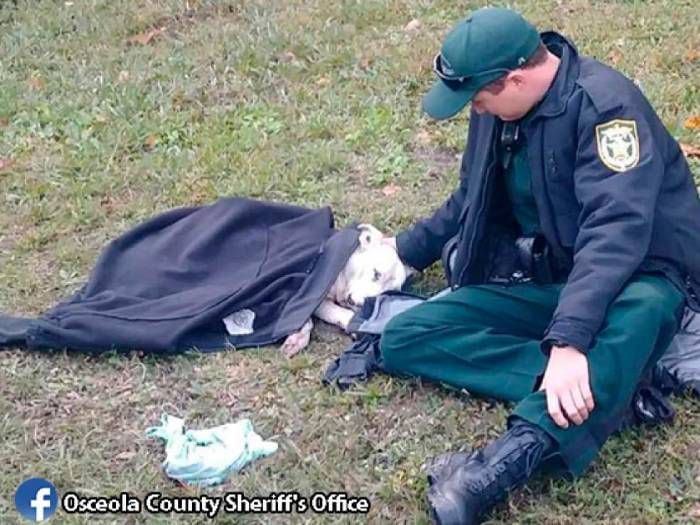 Héroe sin capa: Noble gesto de policía con perrita herida da la vuelta al mundo