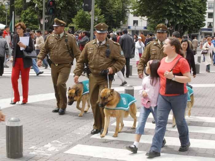 [Video] Perro policial capturó solito a ladrón en Melipilla