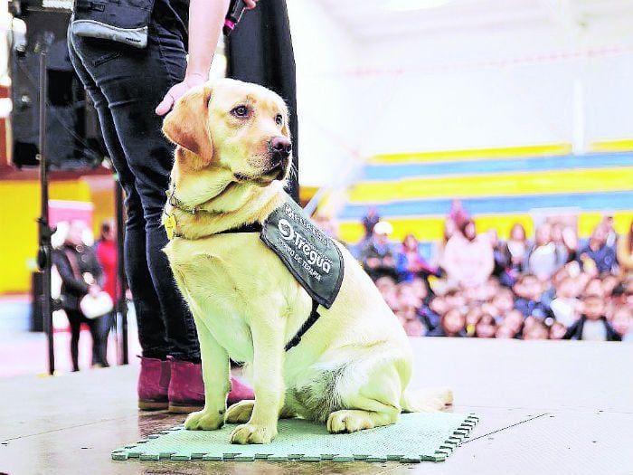 Premio en billetes para proyectos que ayuden a las mascotas