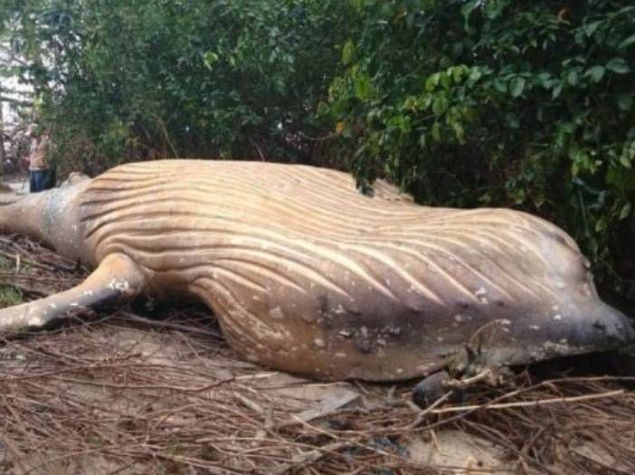 El misterio que pone de cabeza a todos: gigantesca ballena es hallada en plena selva