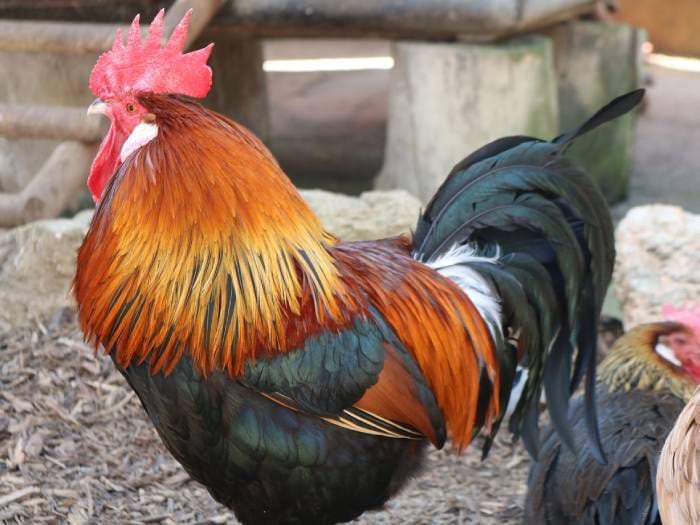 El insólito caso de un gallo que se irá a juicio por cantar demasiado temprano