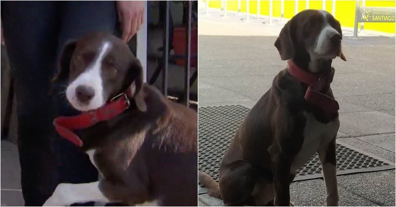 El final feliz del perrito “olvidado” en Maipú