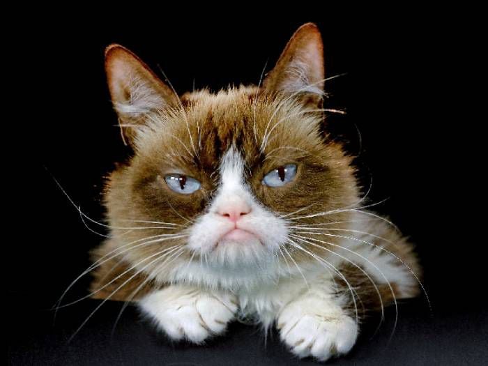 Muere 'Grumpy Cat' a los 7 años: la historia de la gatita que conquistó internet