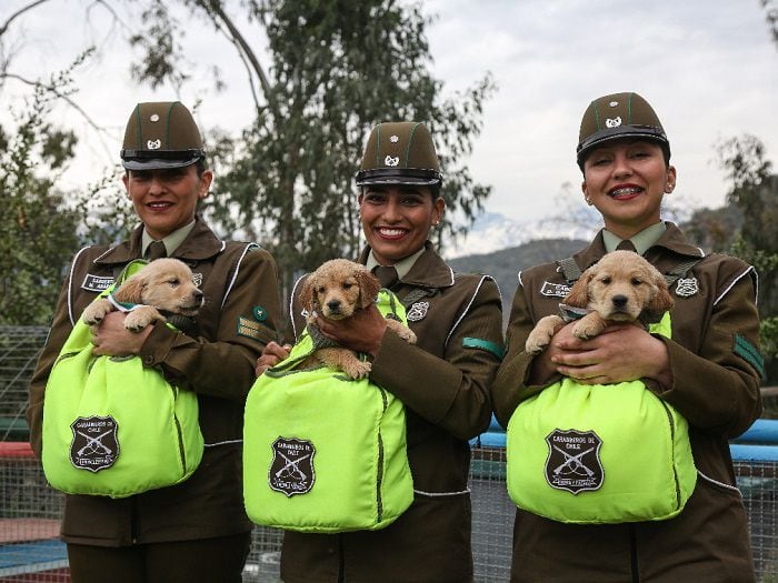 ¡Más famosos que Spike! Qué harán ahora los cachorros de la Parada Militar