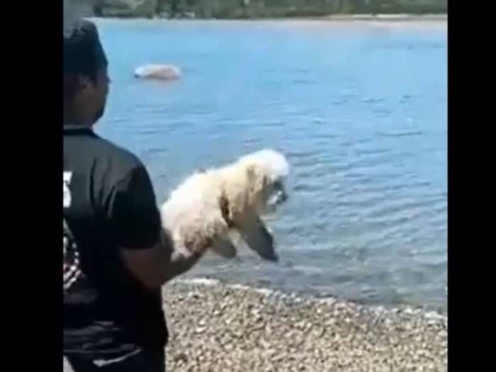 Chiloé: sujeto que lanzó perro al mar quedó con prohibición de acercarse a la mascota