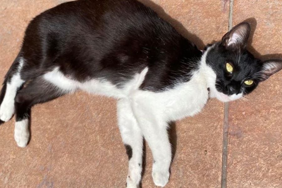 $1 millón de recompensa: familia de Antofagasta busca desesperadamente a su gato "Guagua"