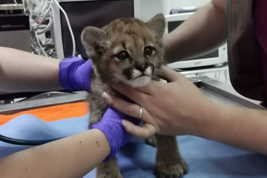 Posible vuelco en caso de puma rescatado: personas lo habrían tenido como mascota