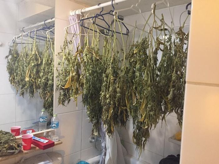 Detienen a sujeto que tenía 130 plantas de marihuana en su departamento