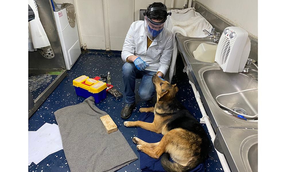 El perrito con alma de marinero que se echó a la mar