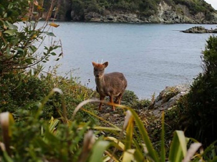 [Video] Impactante: Sujeto cazó y se comió a un pudú