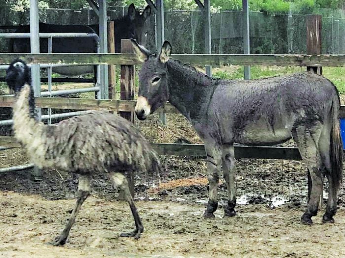 Una emú y un burro están enamorados hasta las patas