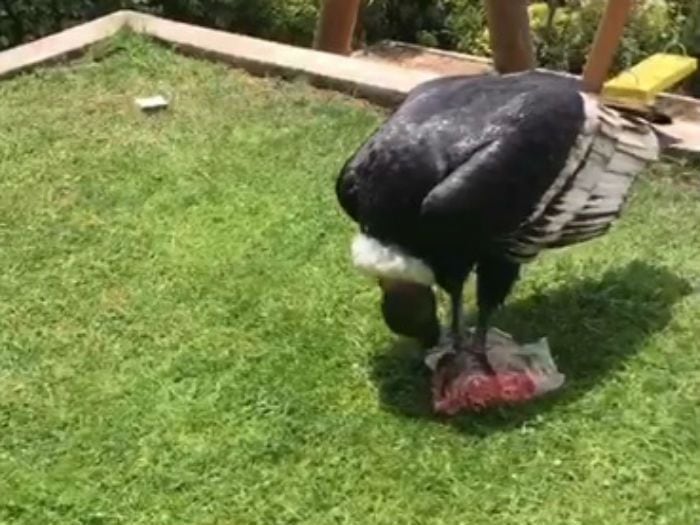 "Quería quitarle la carne": vecino grabó a cóndores que le comieron el asado