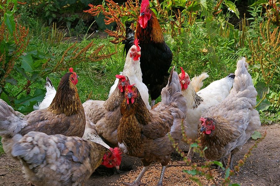 "Gallinas felices" sí que ponen huevos de oro