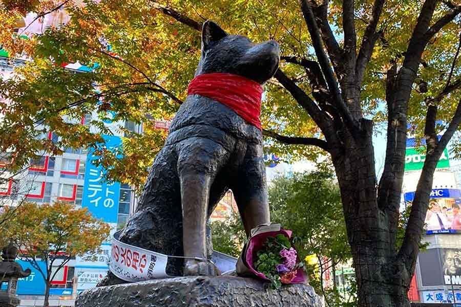 Disfrazan a Hachiko de icónico perro de las protestas