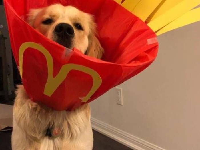 Perrito arrasa en la web con sus originales "conos de la vergüenza"