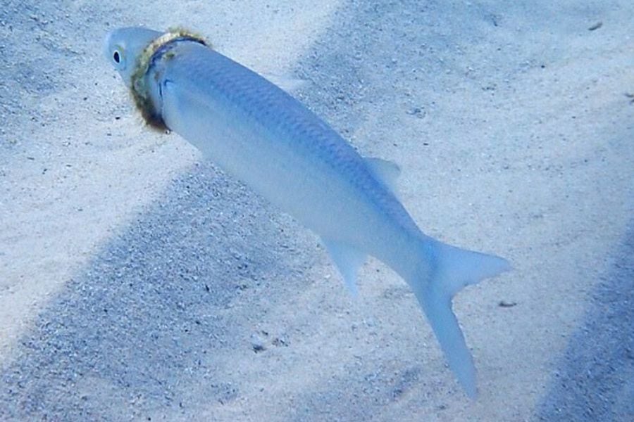 Perdió su anillo de matrimonio en el mar y lo encontraron atascado en un pez meses después