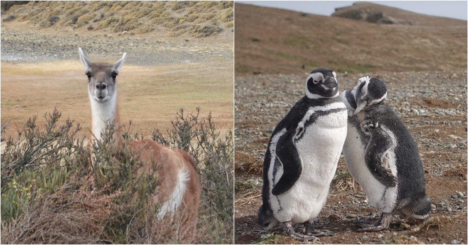 Guanaco y pingüinos